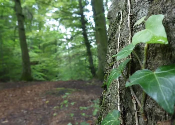 Im Sonnenbuhl בית הארחה