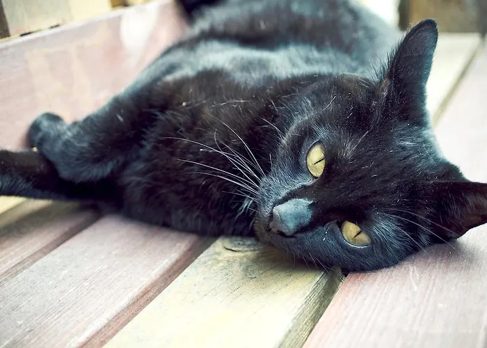 Im Sonnenbühl Pensión Zúrich