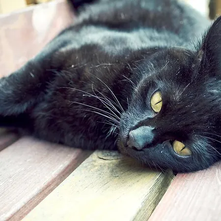 索内比赫尔旅馆 招待所 苏黎世